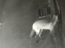На Красную площадь пробрались лисица из Зарядья и филин из Кремля