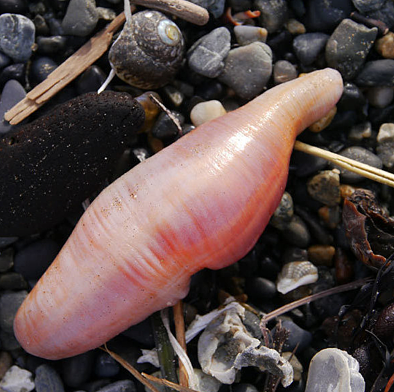 В длину червь, напоминающий мужской половой орган, может достигать 25 сантиметров 