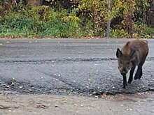 «Клыков нет - неопасен»: в Сурске поселился кабаненок