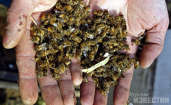 В Курской области прошла большая встреча пчеловодов и аграриев по поводу гибели пчел