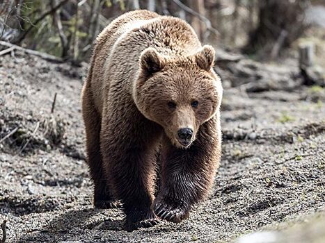 Томским охотникам разрешили отстрелить 944 медведя