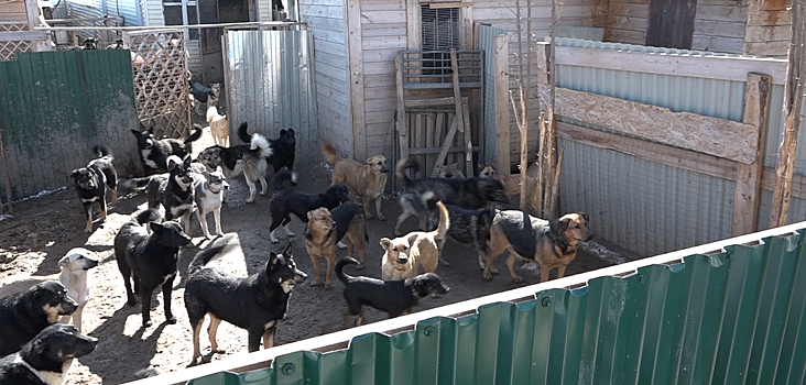 Люди против собак. Женщина устроила приют для животных на дачном участке в Новой Москве