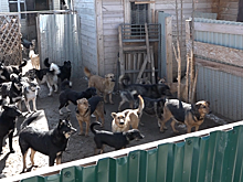 Люди против собак. Женщина устроила приют для животных на дачном участке в Новой Москве