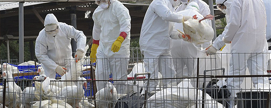 В Вологодской области почти 500 тыс. птиц уничтожили из-за вспышки птичьего гриппа