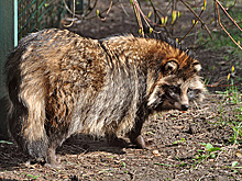 Енотовидные собаки Нотик и Буба вышли из спячки в Московском зоопарке