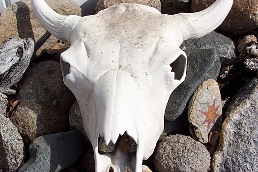 На свалке в Улан-Удэ обнаружили десятки черепов крупного рогатого скота