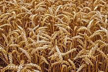Первая партия российской пшеницы отправлена в Саудовскую Аравию
