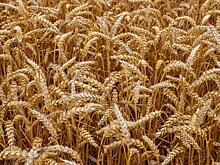 Первая партия российской пшеницы отправлена в Саудовскую Аравию