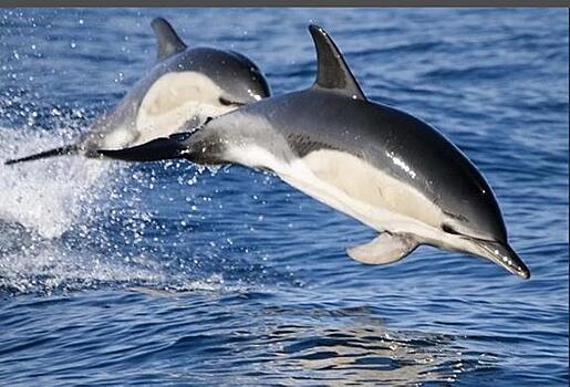 Почему дельфины выбросились на берег близ  Геленджика?