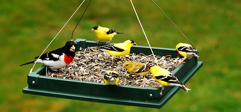 Простые и оригинальные идеи для тех, кто не знает, как сделать кормушку для птиц своими руками из подручных материалов