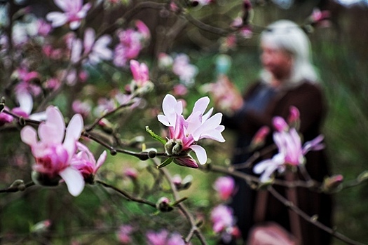 «Малышня», рододендроны и тюльпаны: что цветёт в ботаническом саду Калининграда