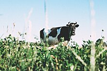 За семь месяцев сельхозпредприятия Удмуртии получили 577 тысяч тонн молока