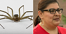 Врач обнаружил ядовитого паука в ухе американки