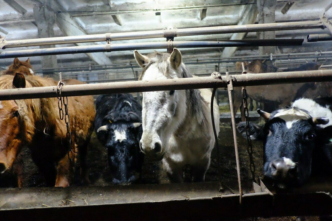 В малмыжском хозяйстве «Калинино» от голода и болезней погибли не менее 122 коров и лошадей