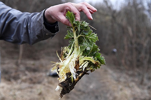 У садоводов и дачников есть время привести земельные участки в порядок