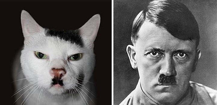 Кошки похожие на знаменитостей