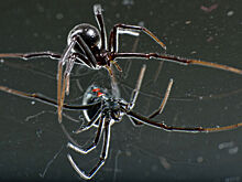 Как дети могут унаследовать страхи своих родителей