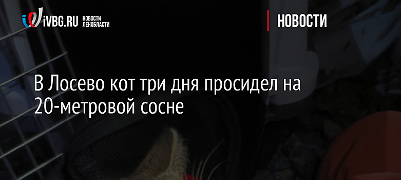 В Лосево кот три дня просидел на 20-метровой сосне