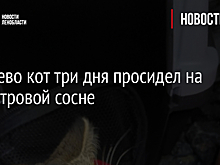 В Лосево кот три дня просидел на 20-метровой сосне