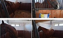 Власти Татарстана выставили на торги четырех спортивных лошадей