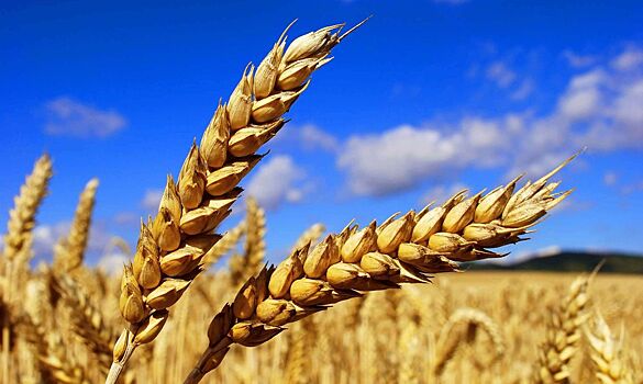 Производители семян, удобрений и средств защиты на «ЮГАГРО-2018»