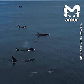 Стаю из 13 косаток у Курильских островов сняли на видео