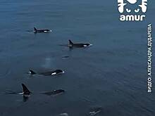Стаю из 13 косаток у Курильских островов сняли на видео
