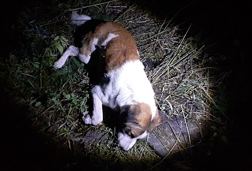 В Коркино полицейские все-таки забрали труп убитого домашнего пса на экспертизу