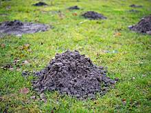 Дачников призвали отпугивать кротов с участка бензином