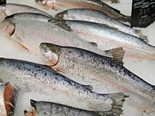 В Волгоградской области из минтая получилась продукция с путассу