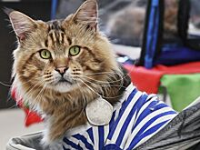 Почему неприятный запах изо рта кошки может быть опасен