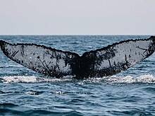 В Белом море спят киты