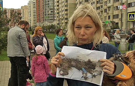 В Красногорске активизировались догхантеры: погибли шесть собак