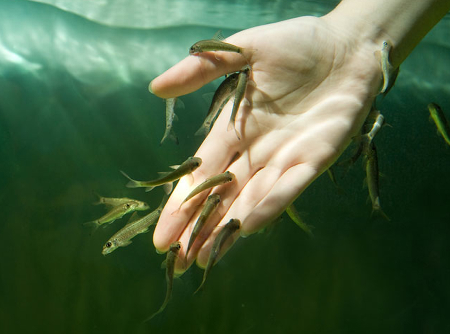 Fish Spa Mexico, Канкун, Мексика, Северная Америка и Карибы