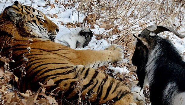 Тигр Амур и козел Тимур будут ночевать по отдельности