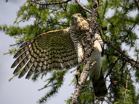 В Первомайском парке сфотографировали ястреба