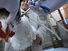 Вирусологи оценили вероятность вспышки птичьего гриппа в России
