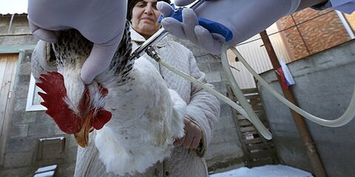 Вирусологи оценили вероятность вспышки птичьего гриппа в России
