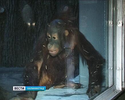 Калининградского орангутана Цезаря хотят забрать в Ростов-на-Дону