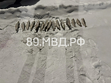 Сотрудниками полиции Ямало-Ненецкого автономного округа выявлен фактнезаконного вылова водных биологических ресурсов