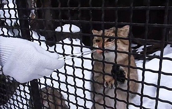 Московский зоопарк показал, как кормят степных котов