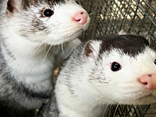 Тысячи норок убьют в Испании