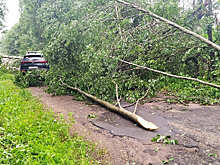 В Смоленске и области из-за непогоды упали несколько деревьев