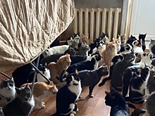 Правительство не поддержало лимит на собак и кошек в квартирах