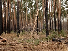 Два участка в парке-отеле «Мечта» под Омском вернули в собственность региона - приставы