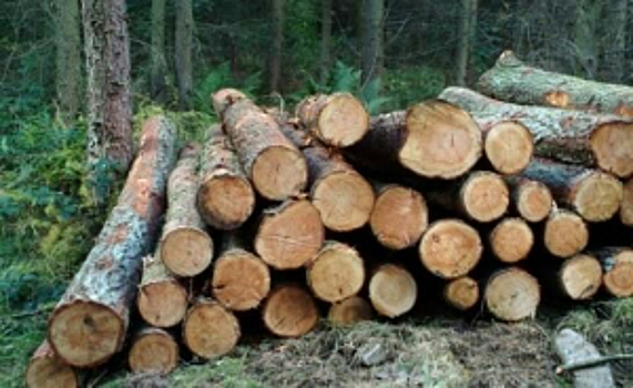 В Краснодарском крае мужчина предстанет перед судом за незаконную рубку леса