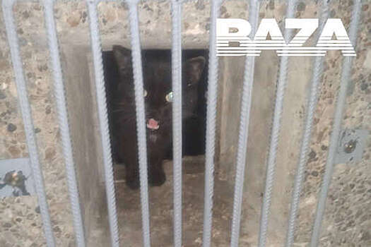 Baza: в Ульяновске сотрудники ТСЖ замуровали котов в вентиляции, их освободили жильцы