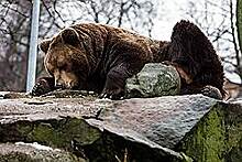 Воронежский медведь дошел до главы СКР