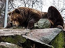 Воронежский медведь дошел до главы СКР