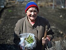 Садаводов Ленобласти обязали зафиксировать границы своих участков